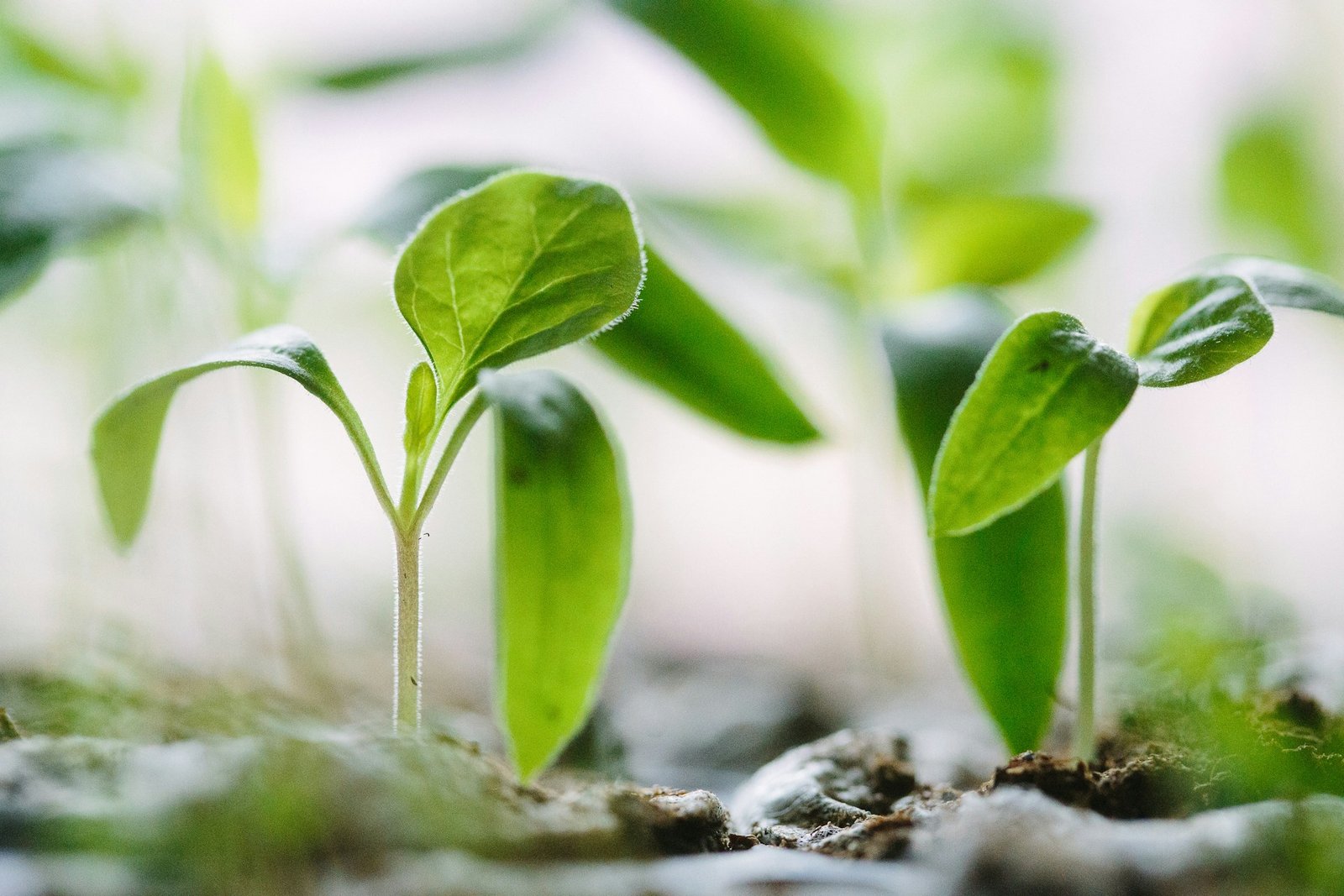 Mysuru Ayurveda College Marks World Environment Day with Medicinal Sapling Distribution