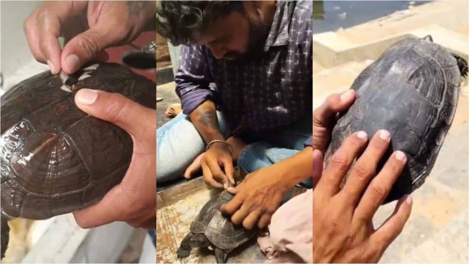 Mysuru Youths Give Injured Tortoise Second Chance at Life