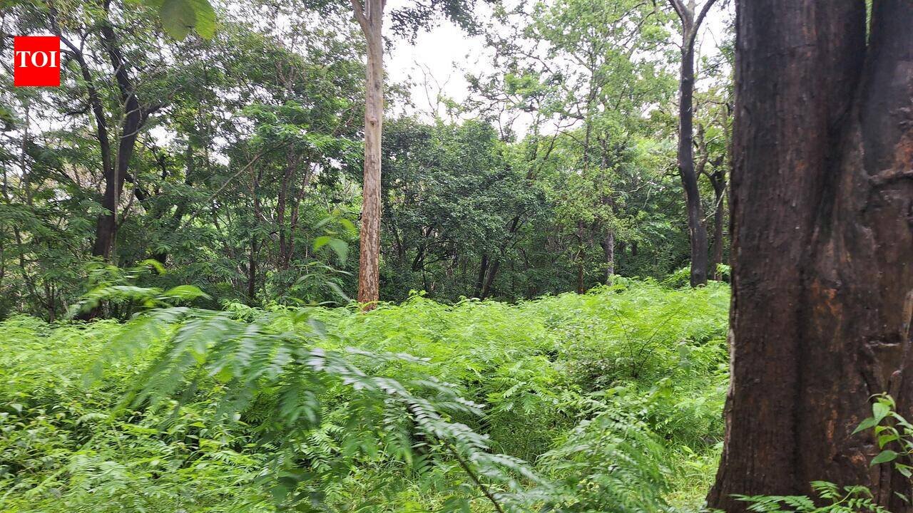 Invasive Senna Tree Overruns Western Ghats, State Plans Eradication