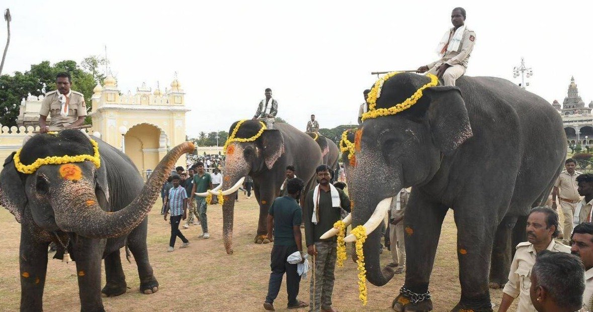 Mysuru adds three elephants to Dasara procession lineup