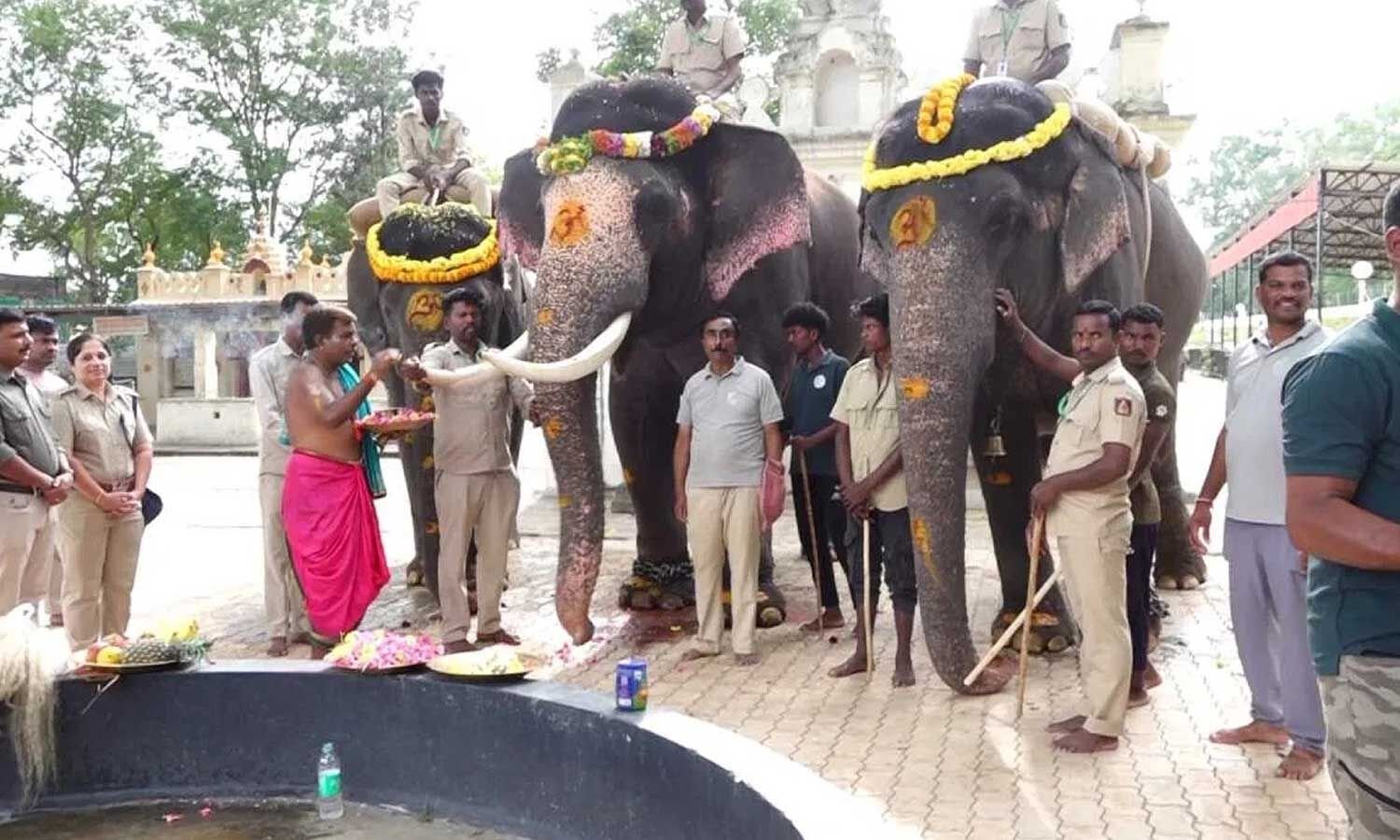 Mysuru Dasara Elephant Squad Begins Training as Mahendra Hauls 350 kg to Bannimantap