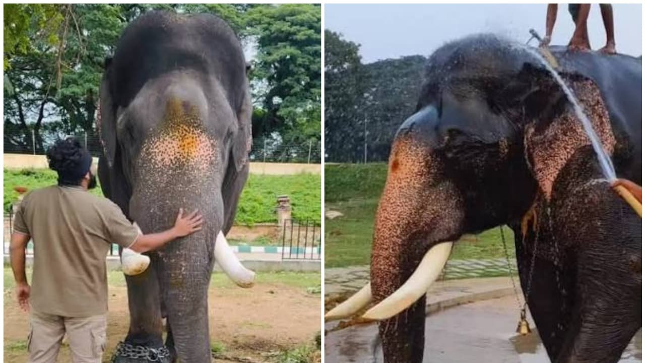 Srikantha, 5,790 kg Elephant, Reappointed as Pattada Aane for Mysuru Dasara 2026